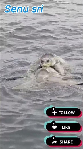 The reproductive process of turtles
