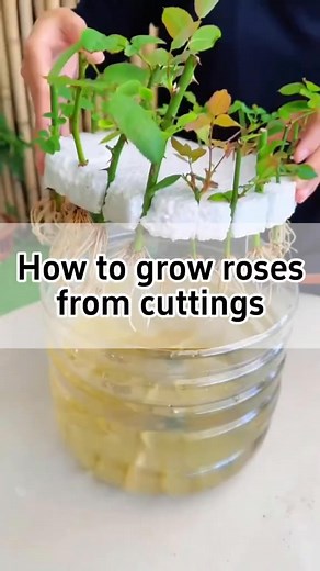 🌹How to grow roses from cuttings?🌹 ✂️Cut 4in stems with 4-5 buds 🍃Remove bottom leaves, keep just one pair on top 🎋Make a slanted cut under a bud 🪴Let cuttings dry in a breezy place 🌱Place cuttings into slits on a foam board, leave 1/2 inch below 🫙Float them in tap water inside a cut water bottle ⛱️Keep in a shady airy place and change water if dirty 🌷In about 30 days, roots and new shoots will grow #gardening #planting #indoorplants #plantgrowth #rose | Seed To Harvest