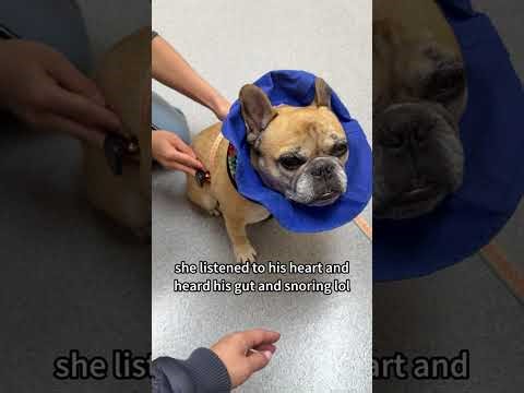 My Dog Could Not Open His Eye