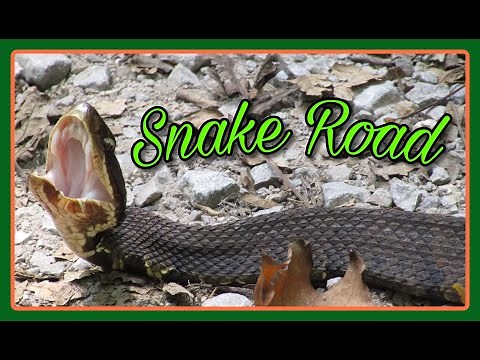 Snake Road Migration | Shawnee National Forest