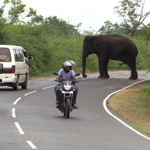 Hungry Wild Elephant Comes to the Main Road Searching for Food 🐘