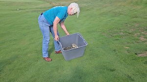 Snapping turtle rescue from the Skytop Mountain golf course. A kind individual who was golfing called us and was worried about this guy. We went out and rescued him and released in the creek down the hill. He or she was fine, just a little annoyed with our intervention. See release video in the comments. If you find a snapping turtle, the safest way to hold them is by the back of the shell as in this video. If any turtle is on the road, help them across the road in the direction they are heading