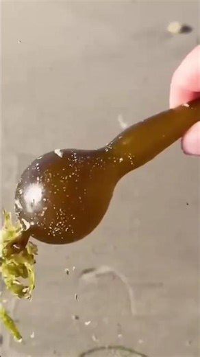The Strange Seaweed Alaska Locals Turn Into Food & Instruments | Bull Kelp Explained