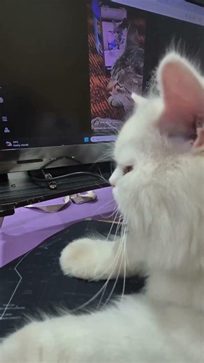 He is literally the "Vibing Cat" Meme 😸🎶Vibing with the Legend 🎶🤣 (Cat Jam)