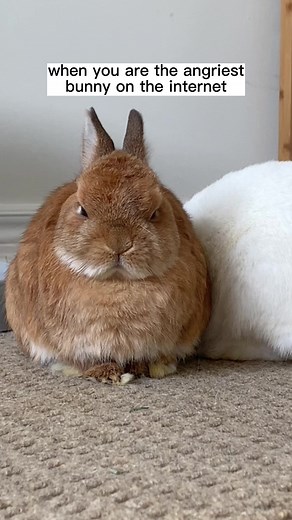 865K views · 10K reactions | Hoomans make me angy. - Bollo #bunny #rabbit #grumpyface #angy #smol #netherlanddwarf #rbf #blancobun #youwillbepopular #funnyanimals #bunnyowner #bunno #cute #animalsmood #mood #houserabbit #angrybunny | Queen Blanco | Facebook