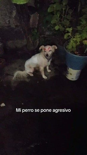 Esta furioso 😢 #perro #perrito #perros #fyp #humor