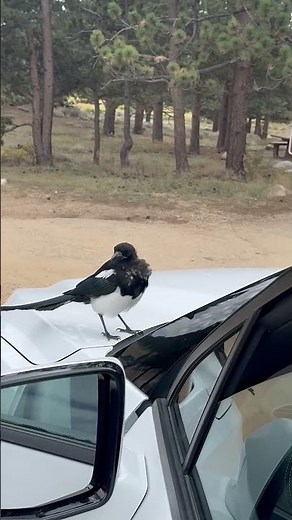 Black Billed Magpie Up Close!