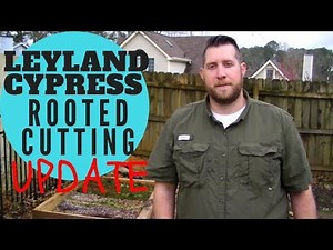 HOW TO PROPAGATE LEYLAND CYPRESS (2019): UPDATE