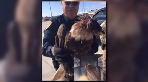 Bald eagle shot, killed near Anahuac