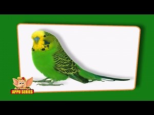 Flashcards for children - Birds