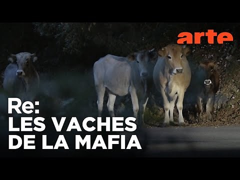 Italie : les vaches errantes de la mafia | ARTE Regards