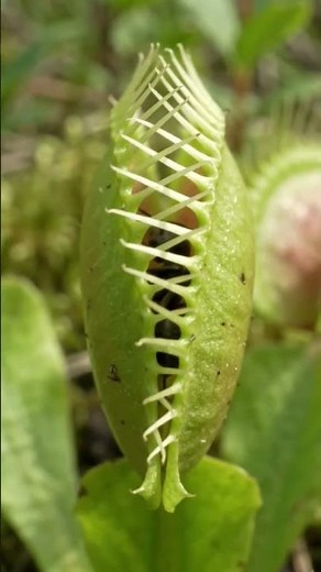 Watch the Venus flytrap detect and capture different insects through its incredible trap mechanism.🌿