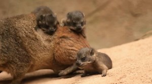 56K views · 686 reactions | Rock hyrax triplets make their debut at a U.K. zoo | Washington Post | Facebook