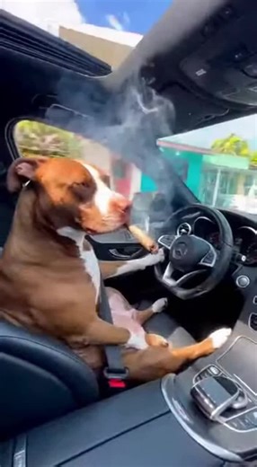 Charlie dem active@39gud 😂🍀 #fyp #jamaicatiktok🇯🇲viral #foryoupage #viral #funnyvideo