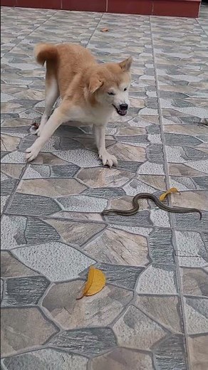 Dog vs. Snake#snake #nature#wildlife #dog