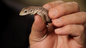 Watch 5 Care Tips for Savannah Monitor on Amazon Live