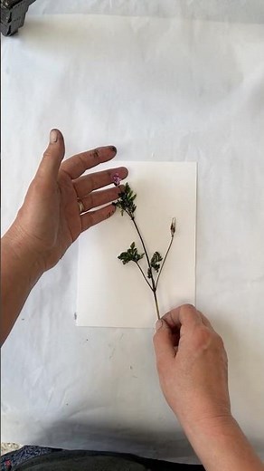 How to print a plant Monoprinting Herb Robert. #botanicalprint #monoprint #printmaking #natureprint