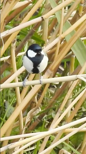 シジュウカラの鳴き声