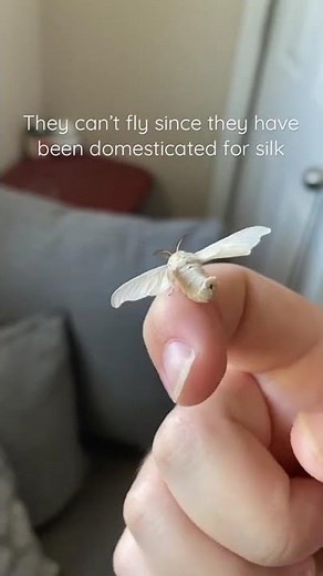 The Silk Moth ~ Bombyx Mori