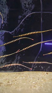 1.1K views | Here are some tips for caring for banded pipefish:...