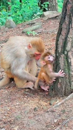 🐒💖 Pure Mother's Love – Monkey Mom & Baby's Heartwarming Bond 🥹❤️🌿