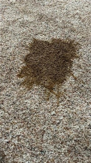 How to remove dog vomit from carpet