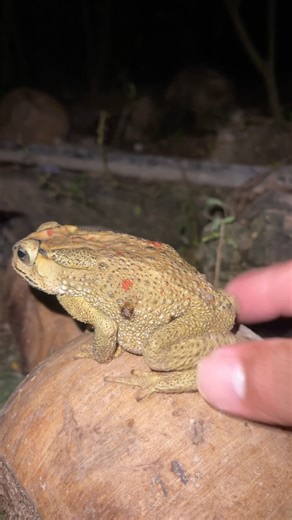 Big toad jumping funny videos #frog #funnyshorts #animals #wildlife #nature #toad #shorts