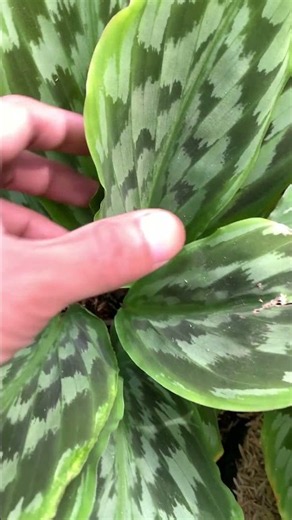 Calathea Merak