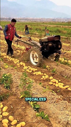 Agricultural Efficiency: High-Yield Potato Harvesting Mechanics