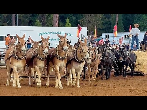 A Four Abreast x Four, 16 Up Draft Mule Hitch at the 2025 Draft Horse Classic
