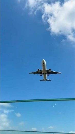 “Tragic Fall: Dog and Owner Plunge from Rooftop Pool” #doglife #doglove #dogmoments