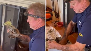 Rescuer Saves Baby Bobcat Trapped In Chimney, Reunites The Kitten With Her Mother