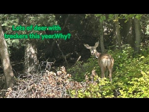 Utah Deer Hunters Face a BUCK Shortage in 2025