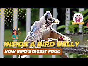 From Beak to… Well, You Know! A Bird’s Digestive Journey Explained