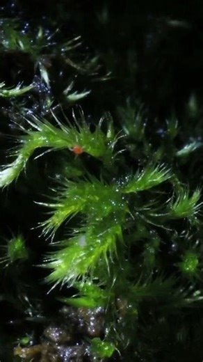 moss mite dipluran