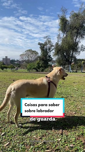 Tudo sobre Labradores: Dicas e Curiosidades Imperdíveis