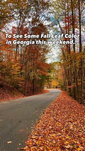 ⬇️The leaves will not be peak for a little while longer in Georgia, but at Brasstown Bald, Georgias highest peak you will start to see some this weekend (October 11th)! Here is my list of where to see the best leaf color starting around October 16th or so (higher elevations earlier and lower later in season)! Perfect day trips from Atlanta by the way🍁 🍁Make sure you’re following @visitnorthgeorgia for more places to explore🍁 Here is my list: 📍 @fortmountainstatepark 📍 @blackrockmtsp @blackr