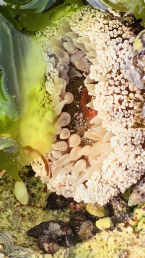 Sea anemone Playa del Carmen Mexico tropical Caribbean Sea tidal pool beach animal life #nature