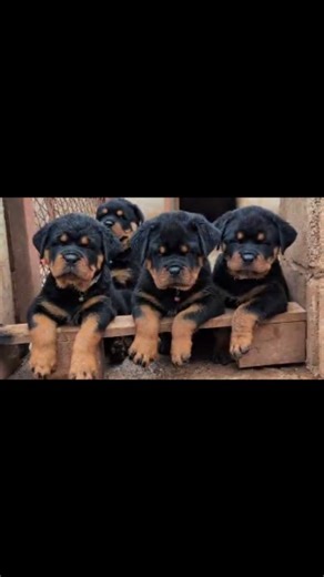 Dogs tz on Instagram: "The Rottweiler is a large, powerful working dog known for being loyal, courageous, and intelligent, with origins in Germany as a butcher's dog. They have a distinctive black coat with rust or mahogany markings and require early socialization and consistent training to manage their protective nature. Rottweilers excel in various roles, including police work, search and rescue, and as devoted family companions, but need significant exercise and mental stimulation. . Call/wat