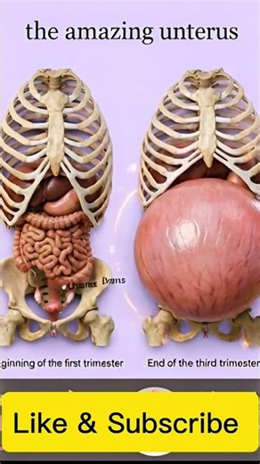 The Amazing Uterus: 10 Mind-Blowing Pregnancy Facts 💕 #pregnancy #pregnant #baby