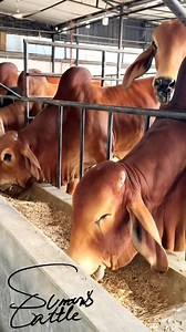 10K views · 108 reactions | Proper feeding is essential for maintaining the health, muscle development, and performance of high-quality bulls. These Red Brahman bulls are on a carefully curated diet to support their growth and overall well-being.. | SUMON’S CATTLE | Facebook