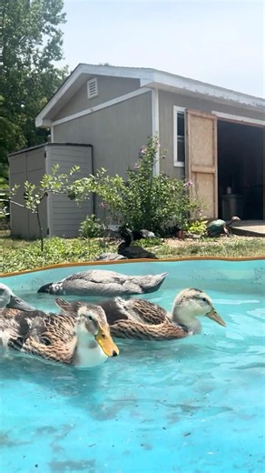 Duckling Pool Party 🦆 #ducklife #ducks #pets