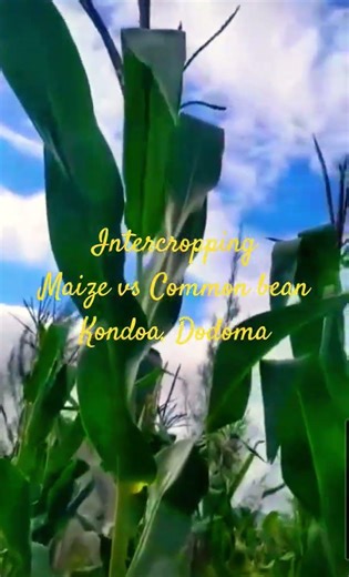 Perfect Intercropping of Maize vs Common bean #growyourownfood