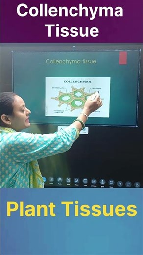 Collenchyma Tissue | Plant Tissues | Biology Class 9 & 10