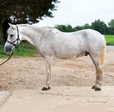 6K views · 19 reactions | SUPER EXPERIENCED & SAFE PC / ALLROUNDER...