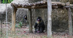 Male mandrill Mandrillus sphinx sits at the fence in the zoo and eats the grass, big colorful primate
