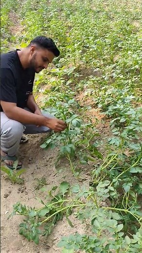 How to Plant Potato Crop | Full Information & Step-by-Step Guide | Jeet Vlog 3.0