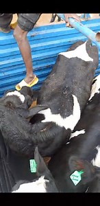 En route to Meru.. We are Greatfull. Contact me for delivery country wide. | Tamara Farm Dairy