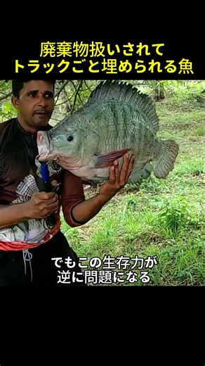 Why tilapia are called "swimming waste"