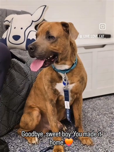 Goodbye is the goal. Beethoven found himself a forever family 🧡 #fostering #foster #fosterdog #nycacc #dogrescue @Animal Care Centers of NYC